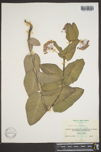 Asclepias humistrata image