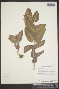 Asclepias humistrata image