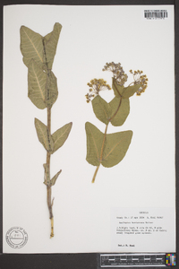 Asclepias humistrata image