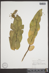 Asclepias humistrata image