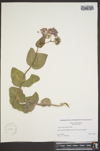 Asclepias humistrata image
