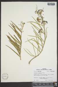 Asclepias longifolia image