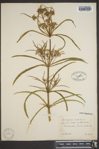 Asclepias fascicularis image