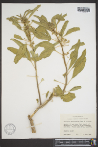 Asclepias oenotheroides image