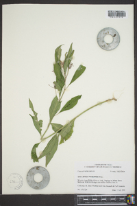 Asclepias perennis image