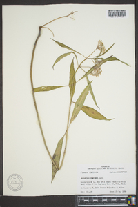 Asclepias perennis image