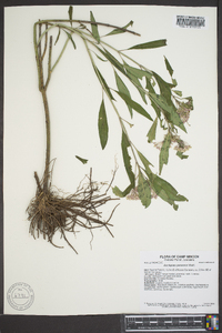 Asclepias perennis image