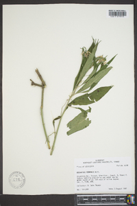 Asclepias perennis image