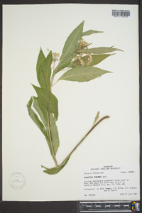 Asclepias perennis image