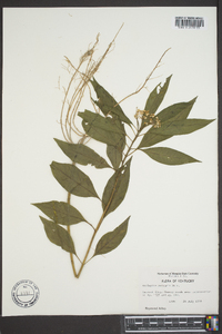 Asclepias perennis image