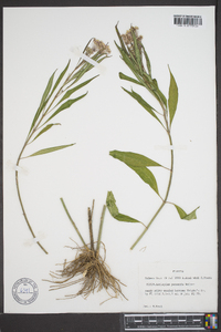 Asclepias perennis image