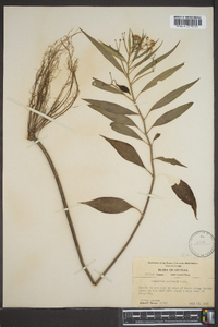 Asclepias perennis image