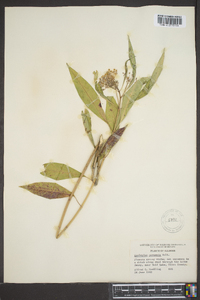 Asclepias perennis image