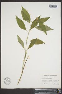 Asclepias perennis image