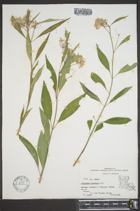 Asclepias perennis image