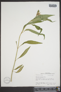 Asclepias perennis image