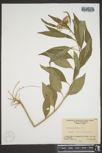 Asclepias perennis image