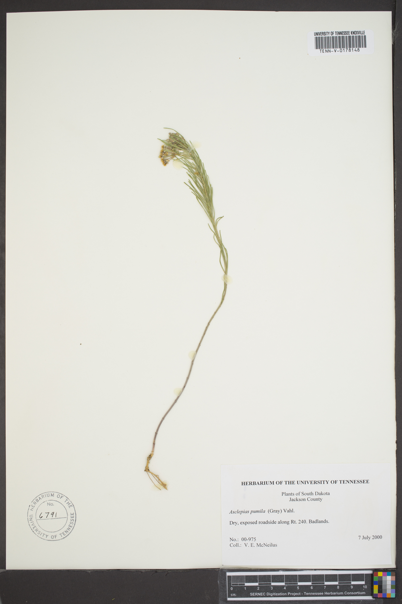 Asclepias pumila image
