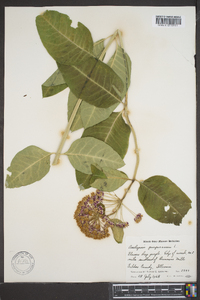 Asclepias purpurascens image