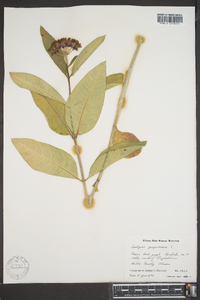 Asclepias purpurascens image