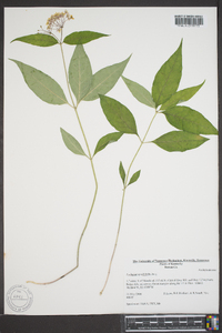 Asclepias quadrifolia image