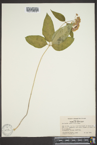 Asclepias quadrifolia image