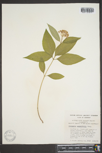 Asclepias quadrifolia image