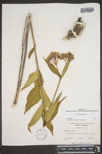 Asclepias rubra image