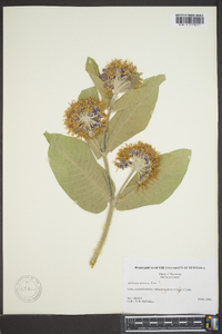 Asclepias speciosa image