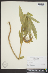 Asclepias speciosa image