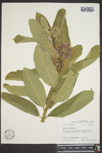 Asclepias syriaca image