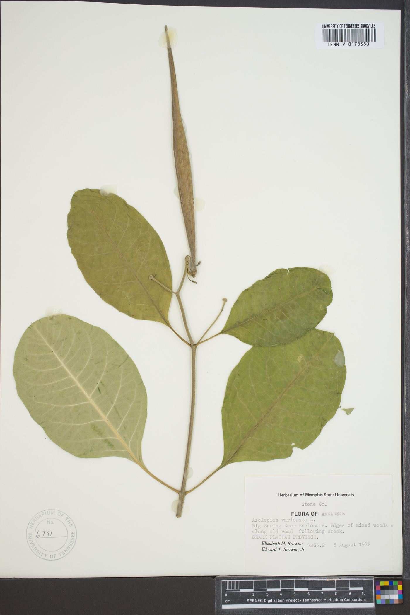 Asclepias variegata image