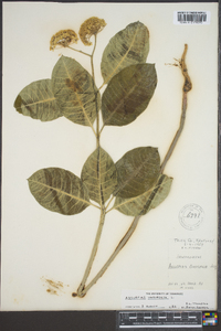 Asclepias variegata image