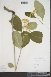 Asclepias variegata image