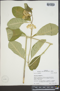 Asclepias variegata image