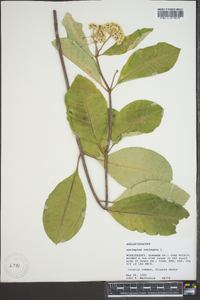 Asclepias variegata image