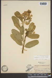 Asclepias viridis image