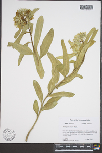 Asclepias viridis image