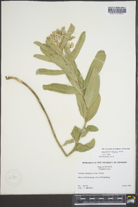 Asclepias viridis image