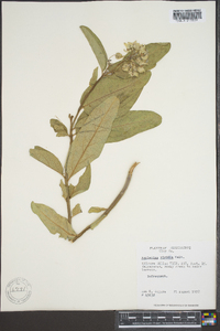 Asclepias viridis image