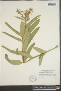 Asclepias viridis image