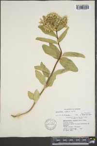 Asclepias viridis image