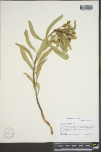 Asclepias viridis image