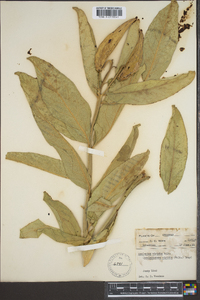 Asclepias viridis image