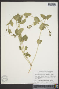 Matelea cynanchoides image