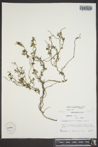 Matelea sagittifolia image