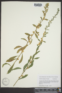 Cuscuta campestris image