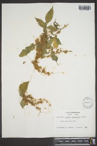 Cuscuta campestris image