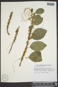 Cuscuta compacta image