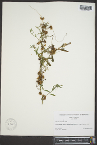 Cuscuta compacta image